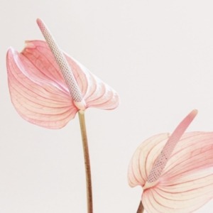 spiritueller Wachstum Blumen